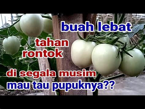 RACIKAN PUPUK TOMAT Pelebat Pencegah Kerontokan Buah Tomat YouTube