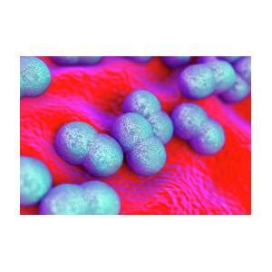 Staphylococcus Epidermidis Bacteria Photograph By Science Artwork