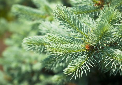 10 Best Spruce Trees To Plant (Pros And Cons Of Major Types) - Tree Journey