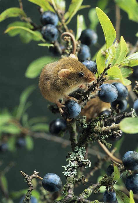 Harvest Mouse Photograph By David Aubrey Fine Art America