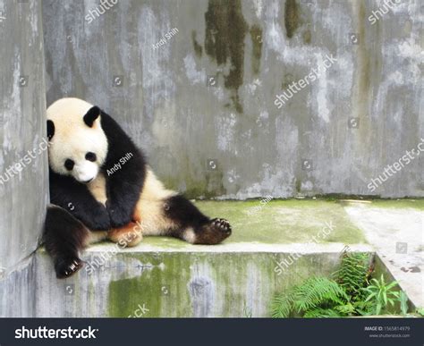 Panda Sad Photos, Images & Pictures | Shutterstock