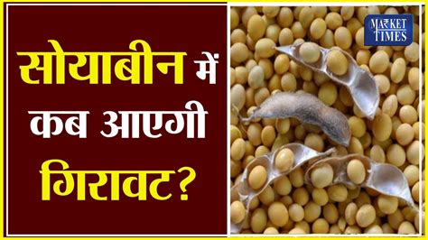 सोयाबीन में कब आएगी गिरावट Soyabean Soyabeanmandi Soyabeanprice