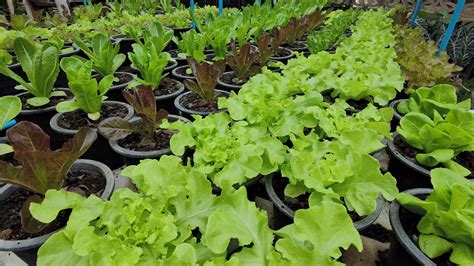 Top view of Lettuce, Cos Lettuce, Red Oak, Green Oak in organic pots in