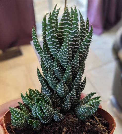 Haworthiopsis Coarctata Succulent Guide