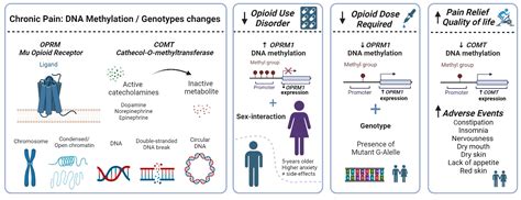 Jcm Free Full Text Sex Differences In Opioid Response Linked To