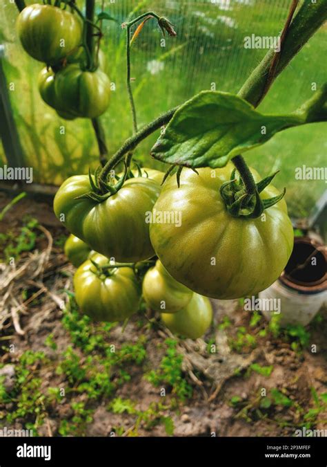 Las Plantas De Tomate En Invernadero Plantaci N De Tomates Verdes La