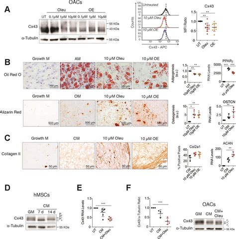 Downregulation Of Cx During Chondrogenesis Improves Differentiation