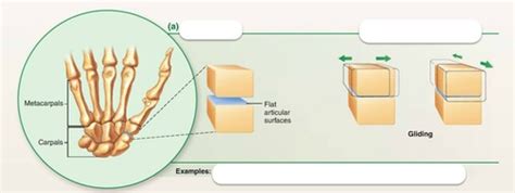 Chapter Joints Flashcards Quizlet