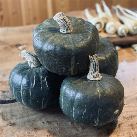 Winter Squash Burgess Buttercup Deep Harvest Farm