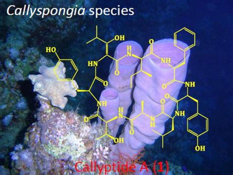 Callyptide A A New Cytotoxic Peptide From The Red Sea Marine Sponge