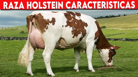 Holstein Holstein Friesian Cattle Caracter Sticas Vacas Lecheras