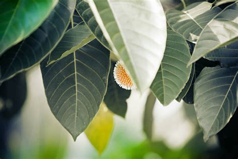 Kodom Flower Of Bangladesh Stock Photos, Pictures & Royalty-Free Images - iStock