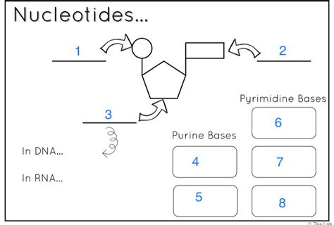 Solved Nucleotides... | Chegg.com 