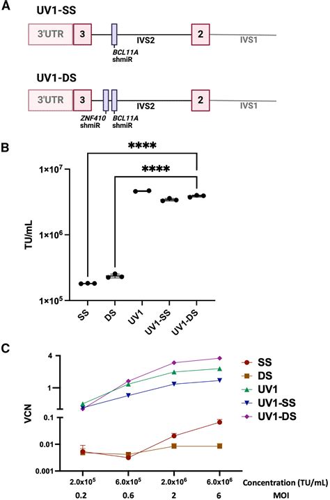 A Novel High Titer Bifunctional Lentiviral Vector For Autologous