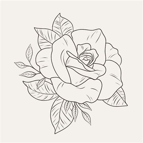 Rose Outline Png Vectors & Illustrations for Free Download | Freepik