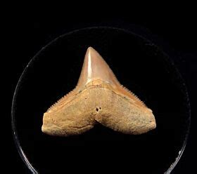 Bull Shark Teeth for Sale | Buried Treasure Fossils