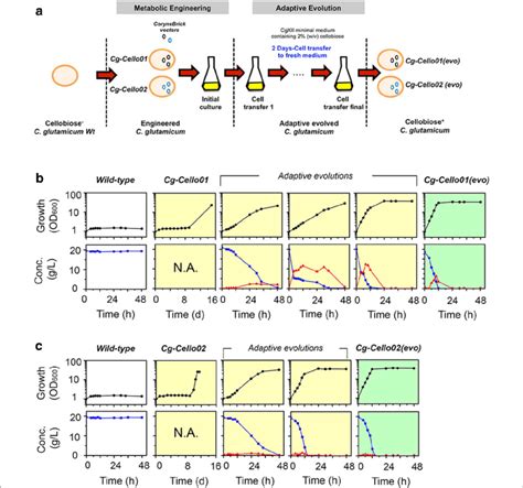 Adaptive Evolution Of Engineered C Glutamicum Strains A Scheme Of