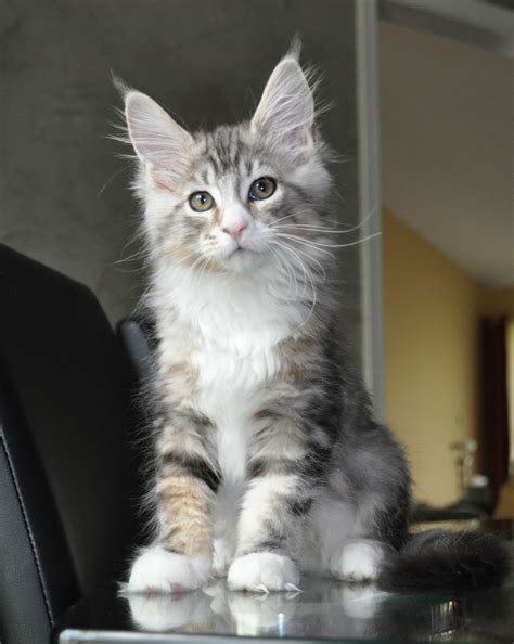 European Maine Coon Kittens For Sale Near Me - sharkfishingtrips