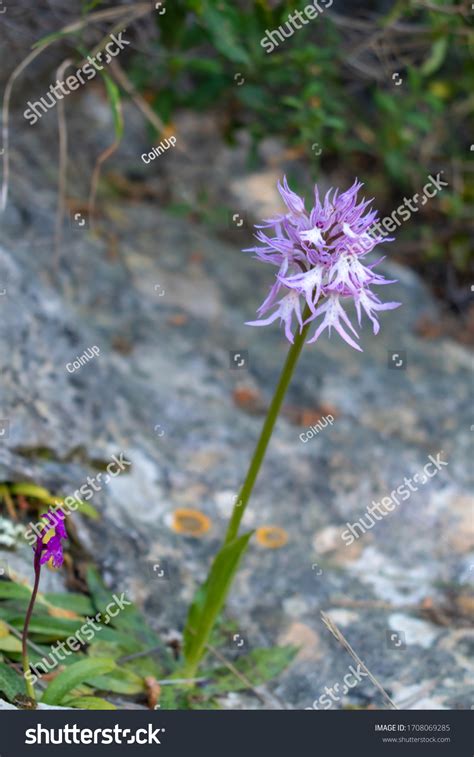 Orchis Italica Naked Man Orchid Natural Stock Photo 1708069285 Shutterstock
