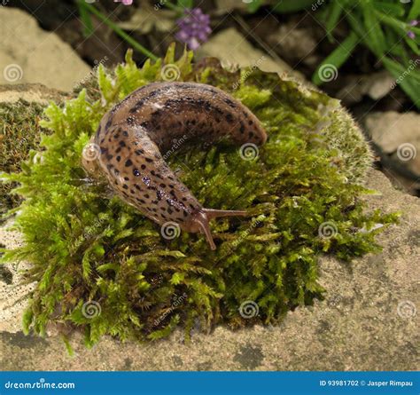 Leopard Slug Limax Maximus Stock Photo Image Of Moss 93981702