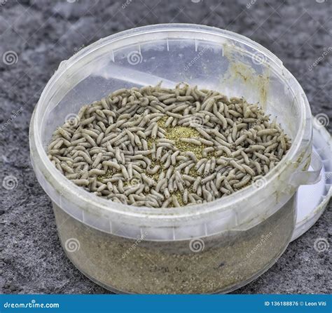 Good Fish Worm Bite Stock Photo Image Of Disease Sawdust