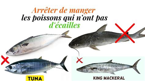 Arrêter de manger les poissons qui n ont pas d écailles par Moustapha