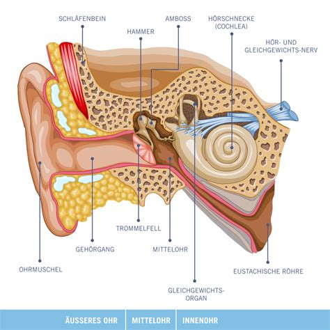 Wissen Ohr Anatomie