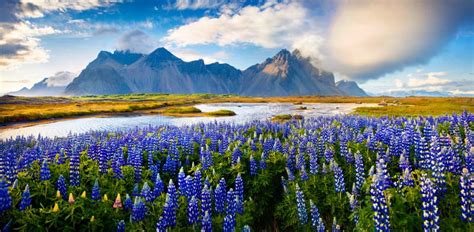 Blooming Lupine Flowers On The Stokksnes Headland On The Southeastern