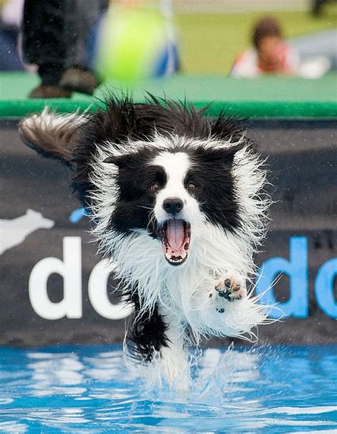 Deja Vu Border Collie Collie Dog Collie