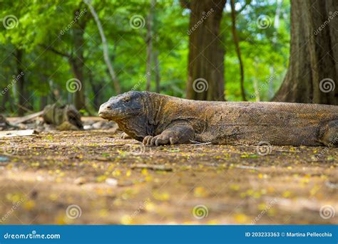 Komodo Dragon The Largest Lizard In The World Walks On The Ground It