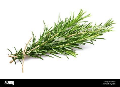 Fresh Rosemary Bunch Isolated On White Background Stock Photo Alamy