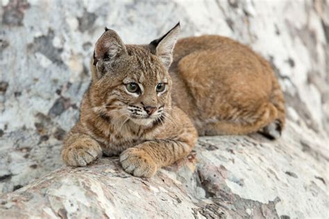 Baby Bobcat What Are Baby Bobcats Called And All You Should Know