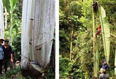 Pisang Terbesar Didunia Ada Di Papua Ini Buktinya Catatan