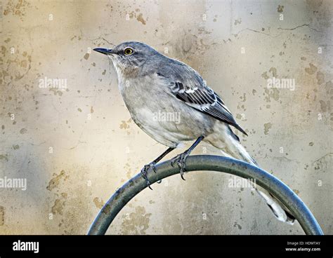 Oiseau moqueur du nord Banque de photographies et dimages à haute