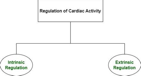 Regulation Of Cardiac Activity Definition Mechanism Examples