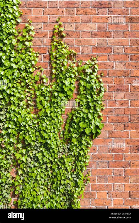 Green Ivy Climbing Vertically On Clean Red Brick Wall With Vegetation