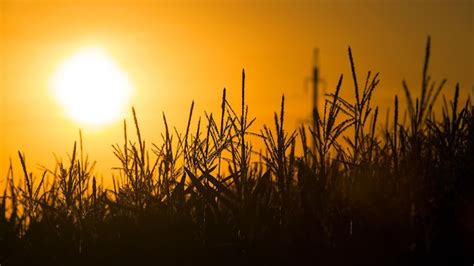 Premium Photo | Sunset in the sky on the background of grass