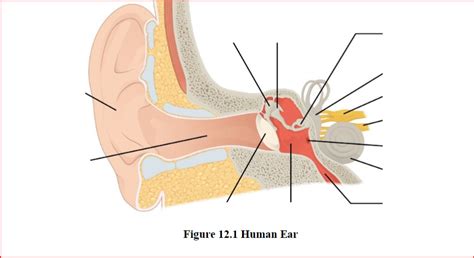 Inner Ear Diagram | Quizlet