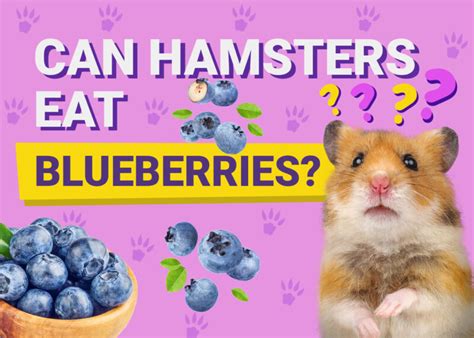 Can Hamsters Eat Blueberries Vet Approved Nutritional Science And Faq