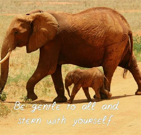 Motivation Quotes Elephant Save The Elephants Elephant Nature Park