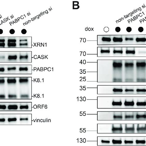 Dna Supercoiling And Topoisomerase Mechanisms A Dna Supercoiling A