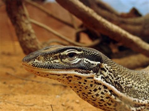 Sand Goanna Birriliburu Animals · Inaturalist