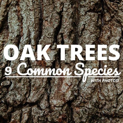 Common Types Of Oak Trees With Bark Photos For Identification