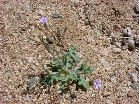 Vascular Plants Of The Gila Wilderness Gilia Inconspicua