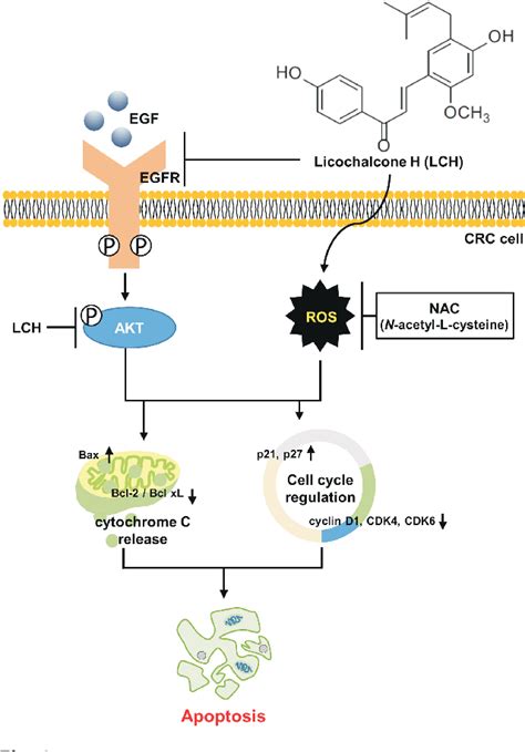 Figure 1 From Licochalcone H Targets EGFR And AKT To Suppress The