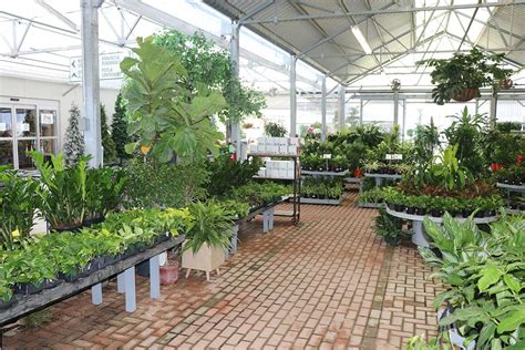 House Plants - Louisiana Nursery