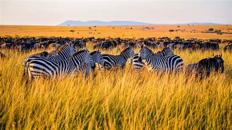 Afrika Safaris | Individuell zusammengestellte Traumreisen | SunTrips