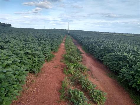 Fazenda Tima Para Lavoura A Venda Em Mato Grosso Fazendas Mato Grosso