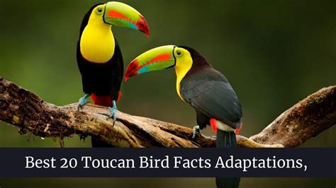 Best 20 Toucan Bird Facts, Adaptations, Behavior - Zoological World