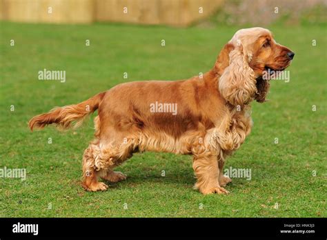 golden english cocker spaniel Stock Photo - Alamy